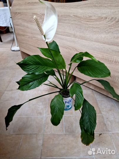 Спатифиллум