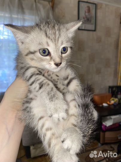 Котята в дар