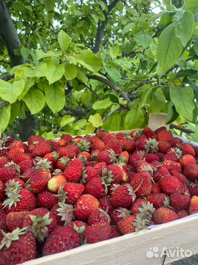 Свежая ягода Клубника из Киргизии