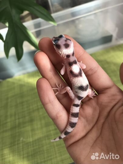 Леопардовые гекконы, эублефары