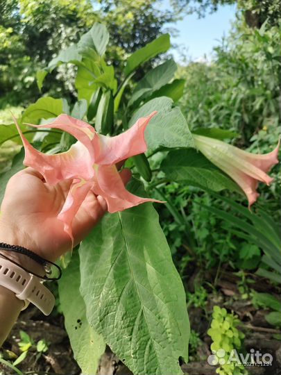 Бругмансия (Brugmansia)
