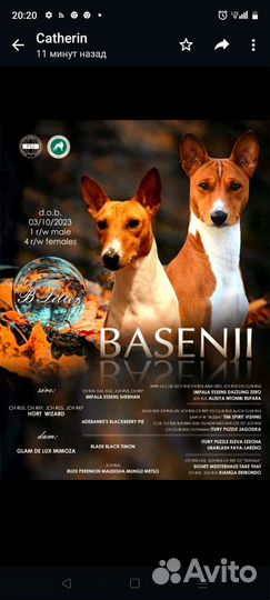 Щенки Басенджи