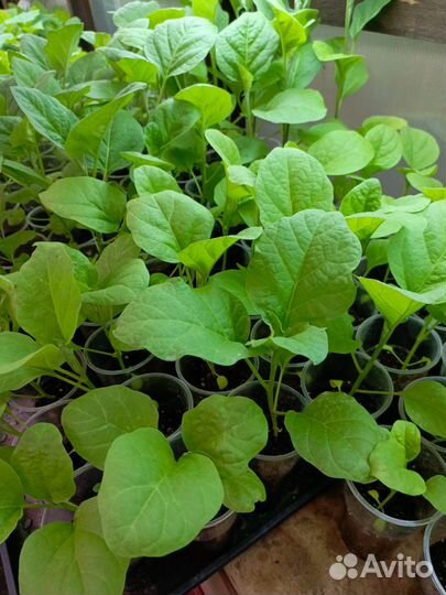 Рассада капусты и баклажанов