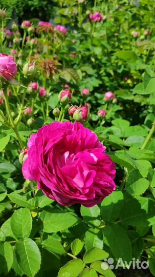 Саженцы розы Дамасской