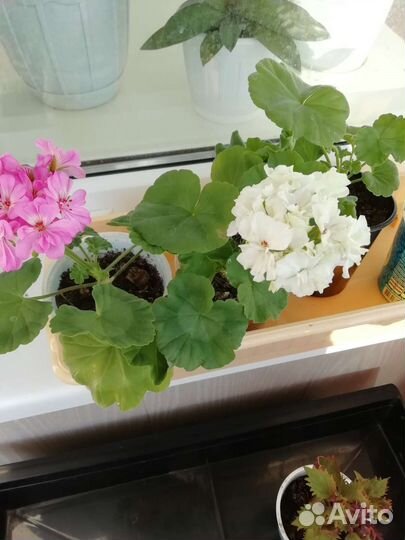 Пеларгония белая, розовая, красная