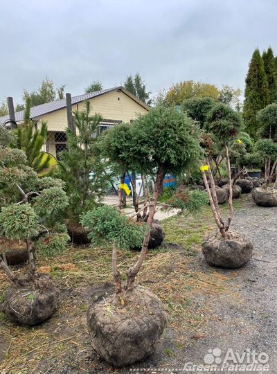 Можжевельник формированный