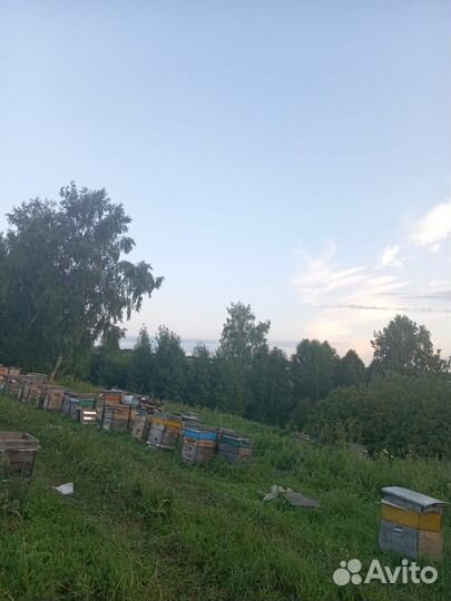 Мед Алтайское разнотравие