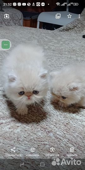 Персидские котята