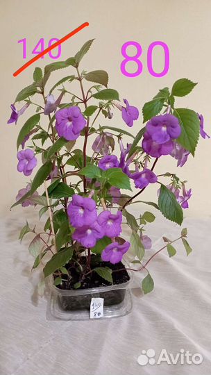 Ахименес ампельный