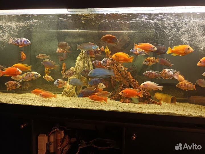 Малавийские цихлиды