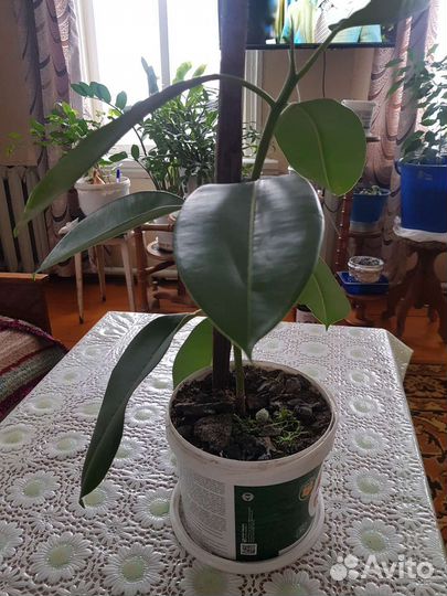 Фикус крупнолистный