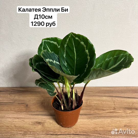 Калатея комнатное растение