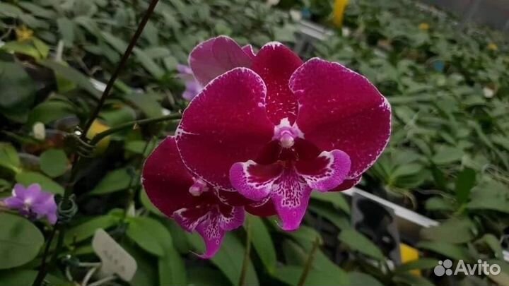 Орхидея Allura Eduard