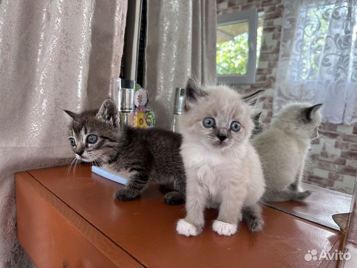 Отдам котят в добрые руки