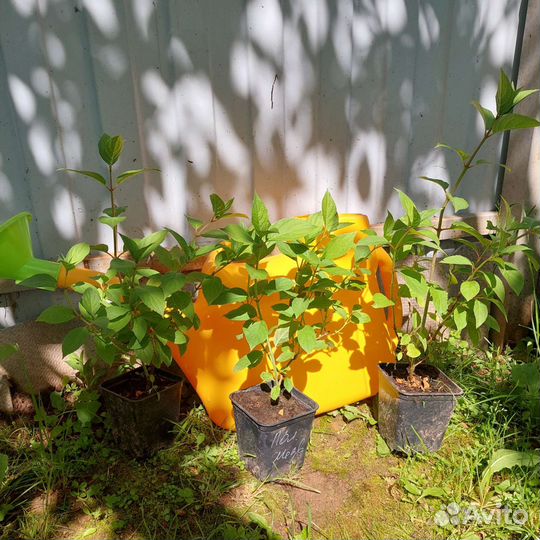 Гортензия Полярный медведь (Polar bear)