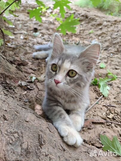 Котята в добрые руки бесплатно