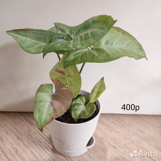 Сингониум конфетти