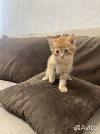 Котята майкун