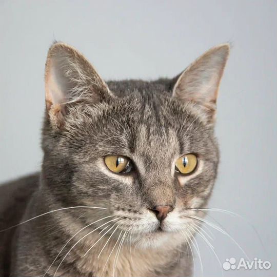 Котёнок мальчик