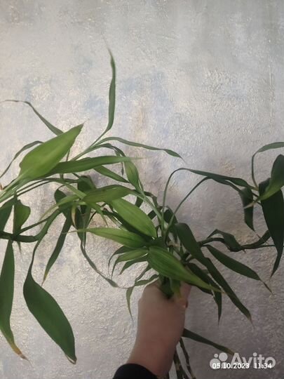 Бамбук счастья