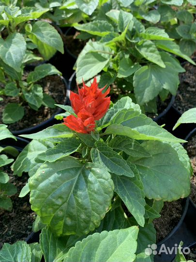 Однолетние цветы оптом