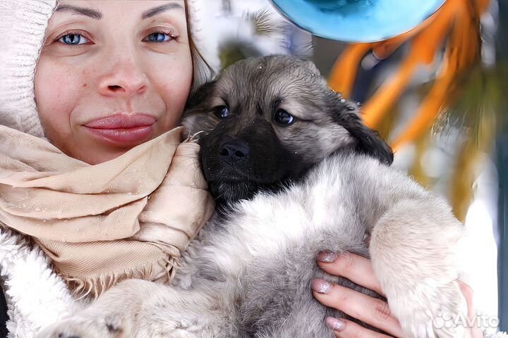 Щенки в добрые руки