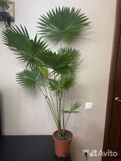 Пальма Ливистония комнатные цветы