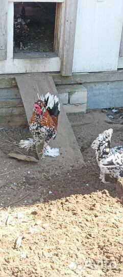 Павловские куры