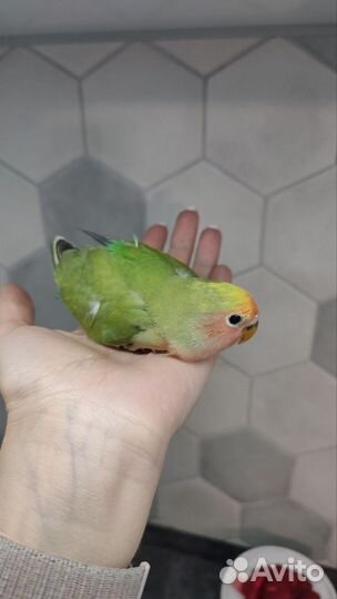 Попугай неразлучник