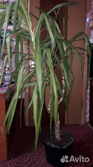 Пальма юкка 1.6м