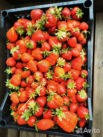 Клубника усы разносорт