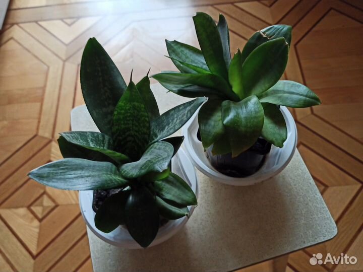 Сансевиерия (тещин язык)