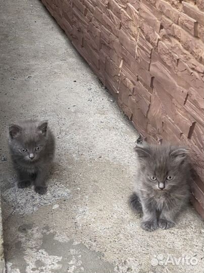 Кошка в дар бесплатно