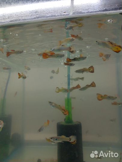 Аквариумные рыбки