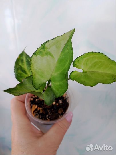 Сингониум 5