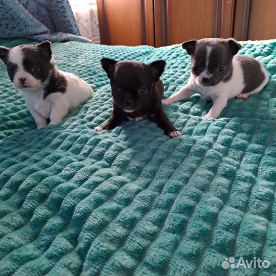 Щенки чихуахуа мини девочки