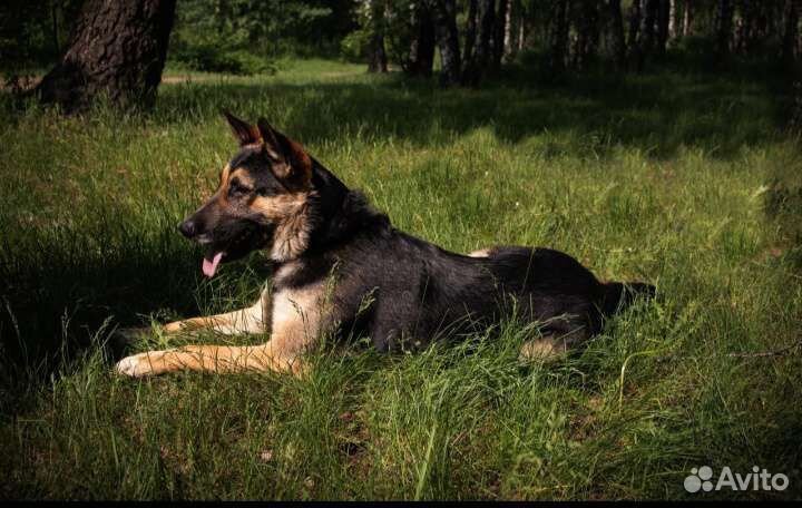 Приходи на прогулку
