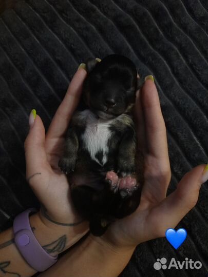 Щенки от маленькой собачки