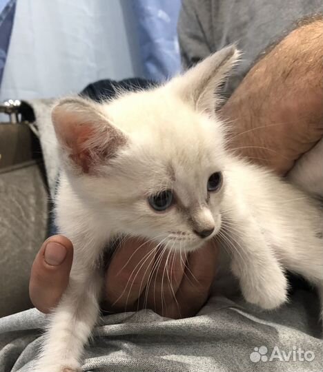 Котята бесплатно