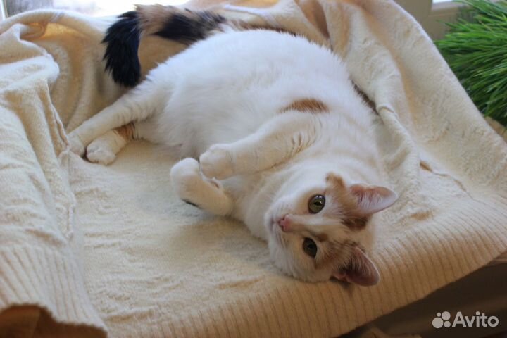 Нежная кошечка в добрые и ответственные руки