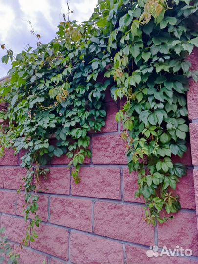 Дикий/девичий виноград