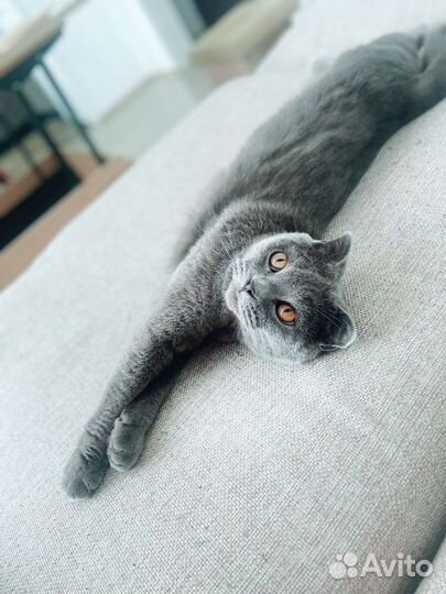 Британские котята