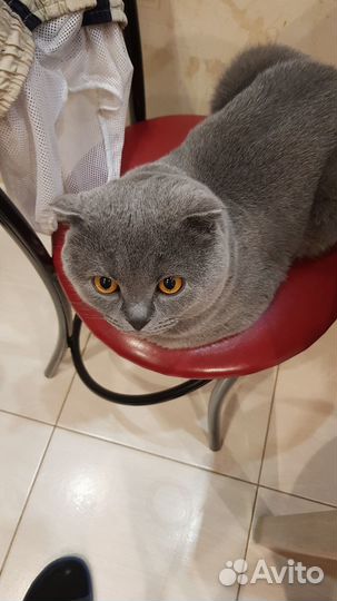 Шотландский вислоухий кот для вязки