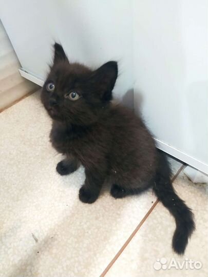 Котята в добрые руки бесплатно