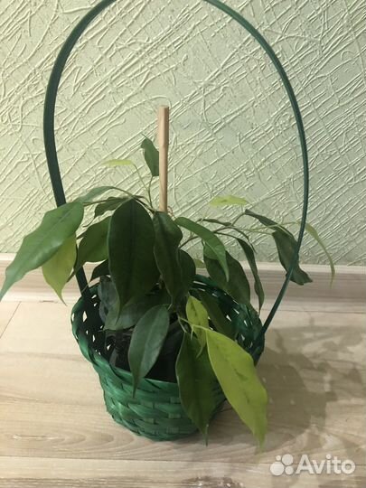 Фикус бенджамина