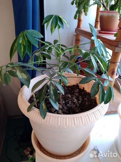 Шефлера цветная