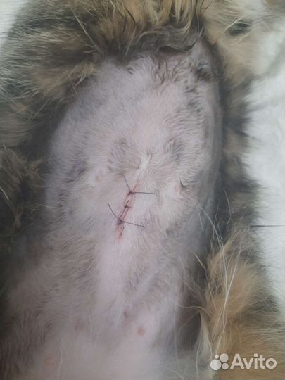 Ветеринарный врач выезд на дом