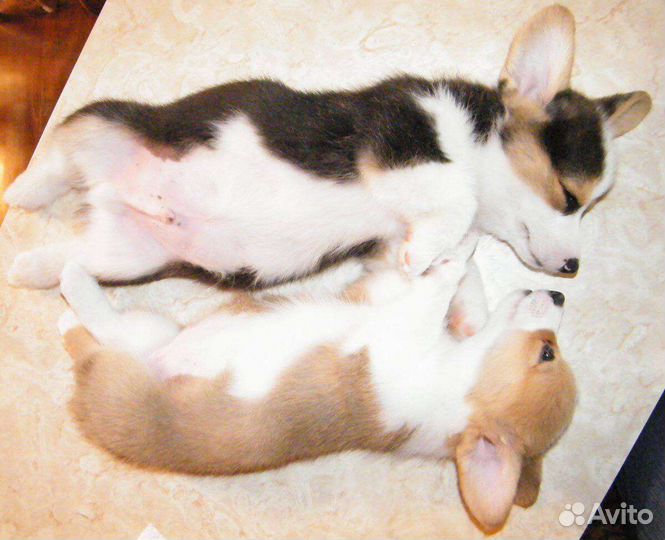 Вельш-корги пемброк