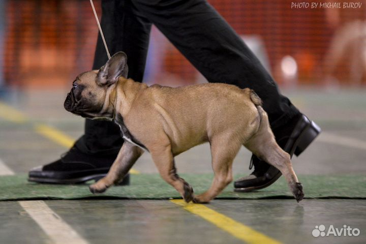 Французский бульдог вязка