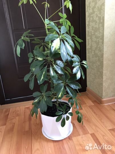 Комнатные цветы шефлера